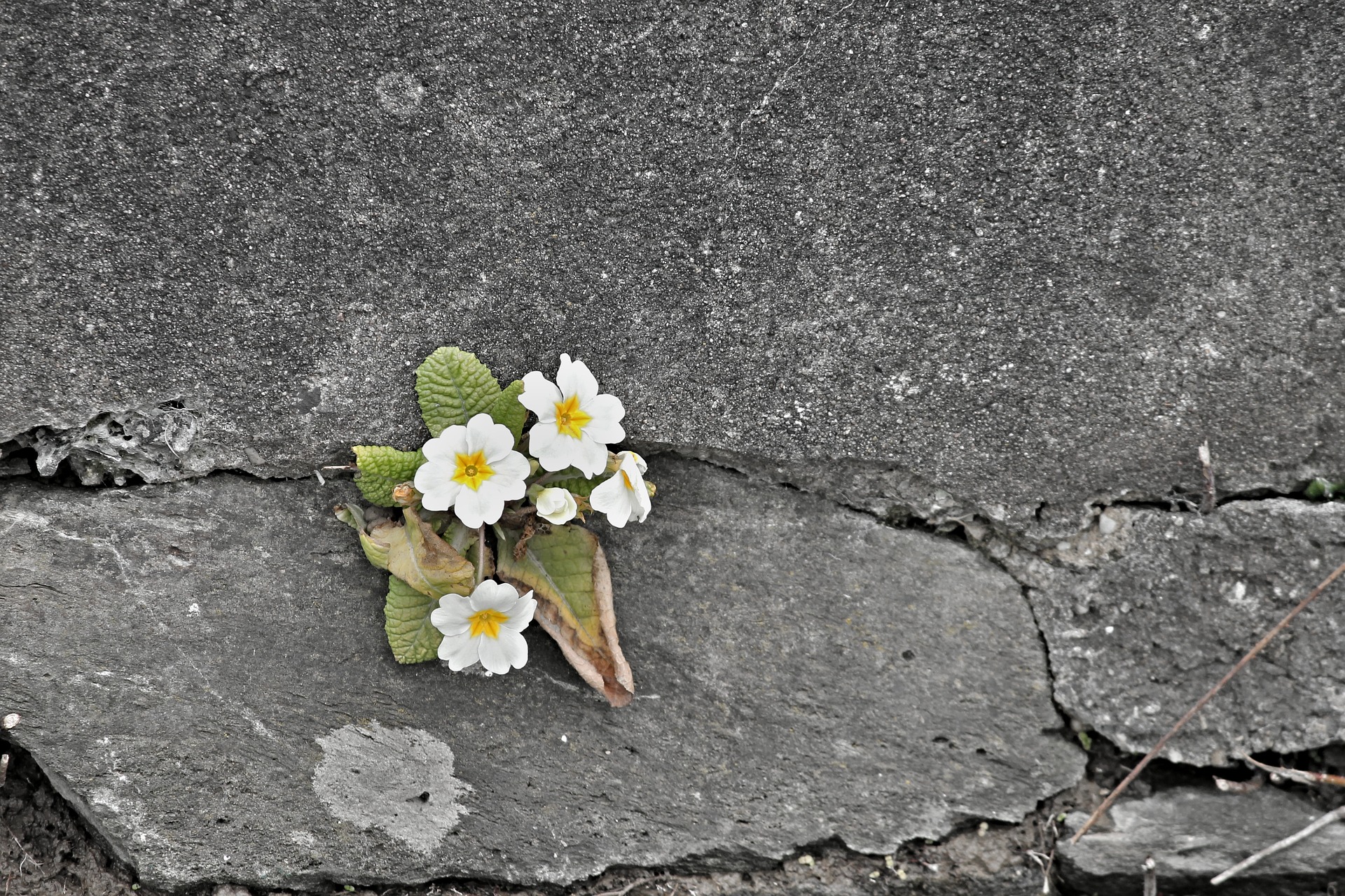 壁に咲くサクラソウ
